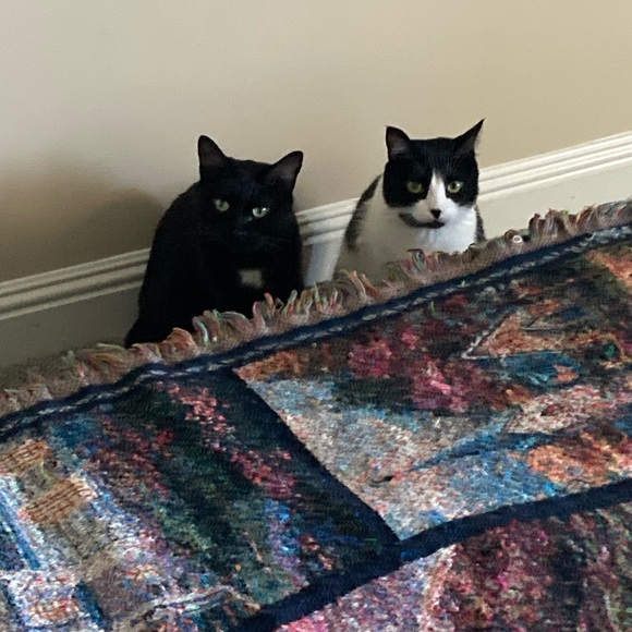 Aboot - Picture 7 of 11